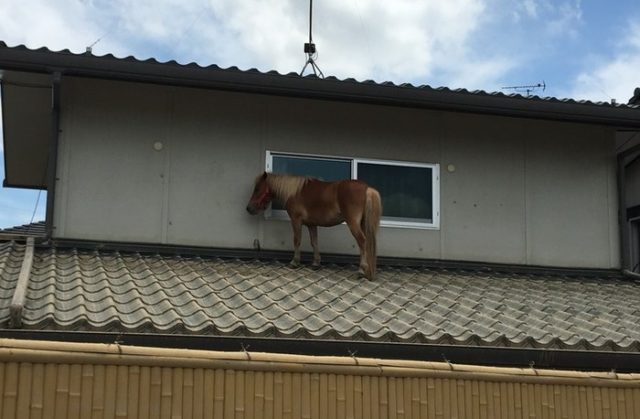 （西日本豪雨）屋根の上から馬が救出される（海外の反応）