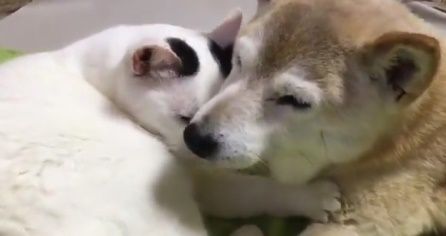 仲睦まじい日本の猫と犬に海外もほっこり（海外の反応）