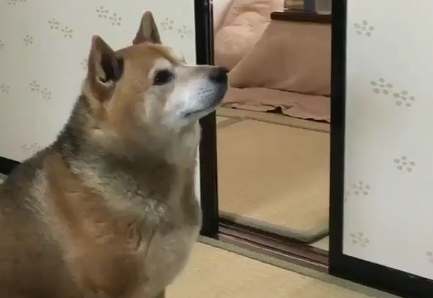 要求の仕方が凄い日本の柴犬（海外の反応）