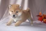 海外「平和だなぁ・・・。柴犬の親子が遊んでいる光景に和んだ」海外の反応