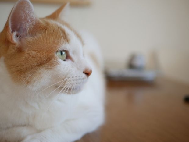 韓国人「猫と一緒に暮らしたら退屈しないと分かる5つの映像をご覧ください」