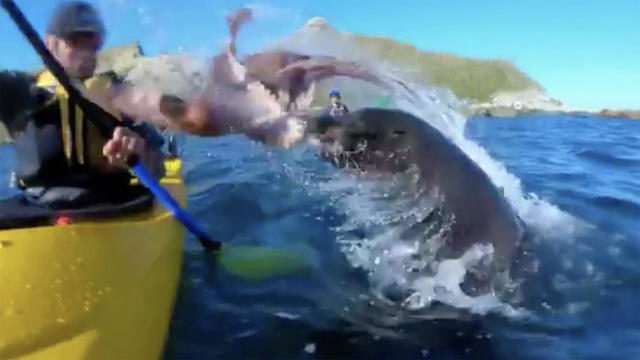 （動画）水中からオットセイが飛び出してタコで男性殴る（海外の反応）　