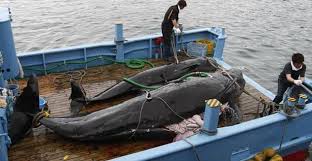 中国人「日本、国連を無視して捕鯨を続ける」