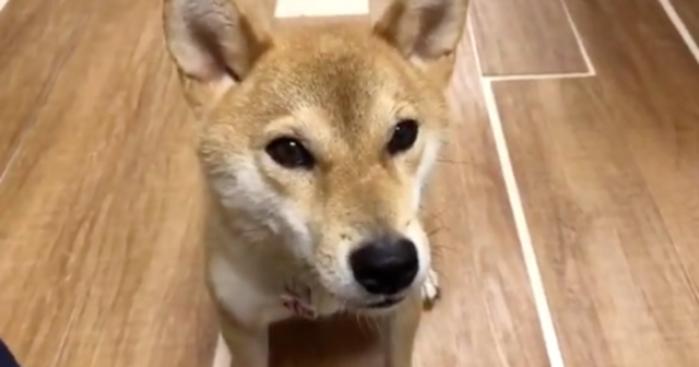 この柴犬に日本語が話せるなら君たちにだって出来る（海外の反応）