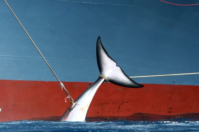 日本の商業捕鯨再開の提案に海外から猛反発（海外の反応）