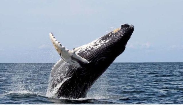 商業捕鯨再開案否決で日本がIWC脱退示唆（海外の反応）