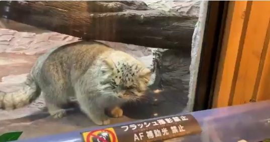日本の動物園でマヌルネコが見せたパンチ（海外の反応）