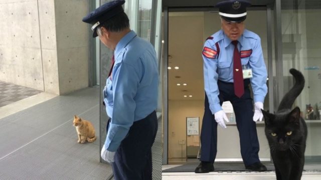 ロシアの町が日本の美術館への侵入を試みる猫２匹を招待（海外の反応）