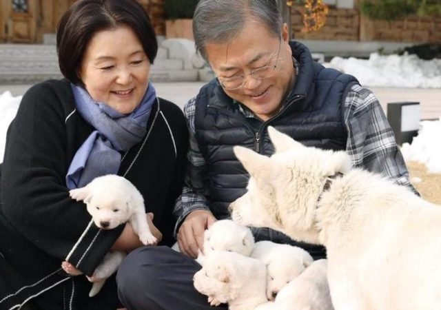 韓国が金正恩氏から贈られた豊山犬の子犬を公開（海外の反応）　