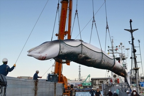 中国人「日本がIWCを脱退、鯨を食って小日本を応援するぞ！！！」