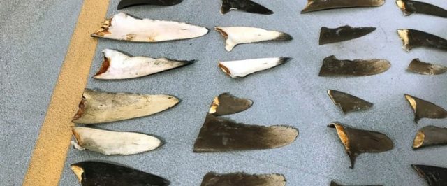 米司法省が日本の水産会社をサメの密漁容疑で刑事告訴（海外の反応）