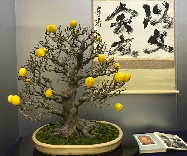 日本の盆栽展で見かけたカリンの盆栽（海外の反応）