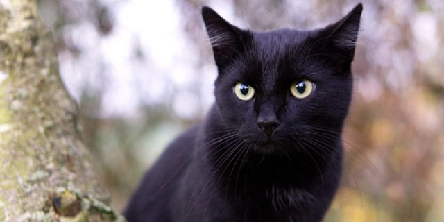 日本の画家が描いた黒猫（海外の反応）