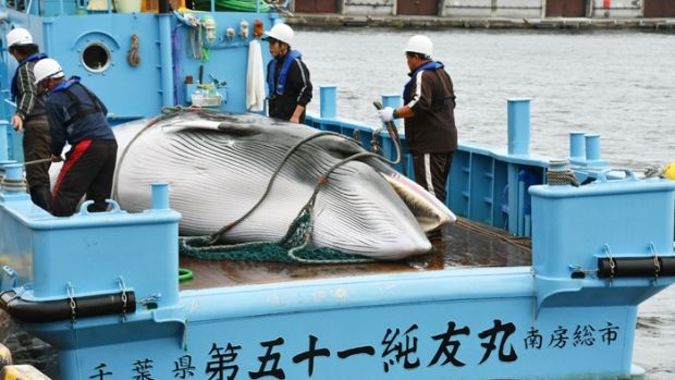 韓国人「日本がIWCを脱退、再びクジラ捕まえる…国際社会の批判予測」
