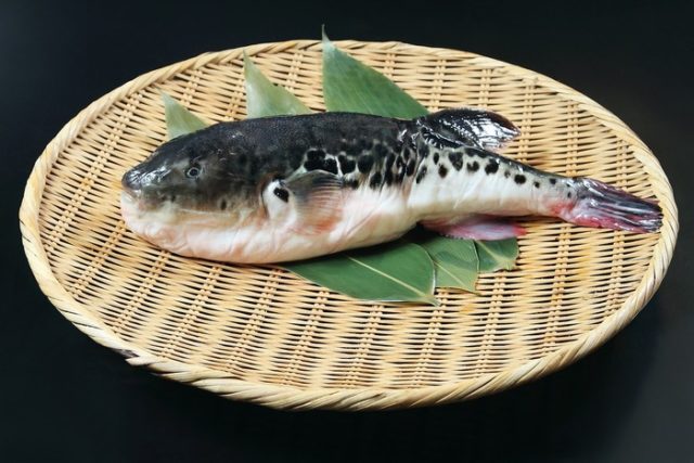温暖化で危険な「雑種フグ」が日本海で急増（海外の反応）