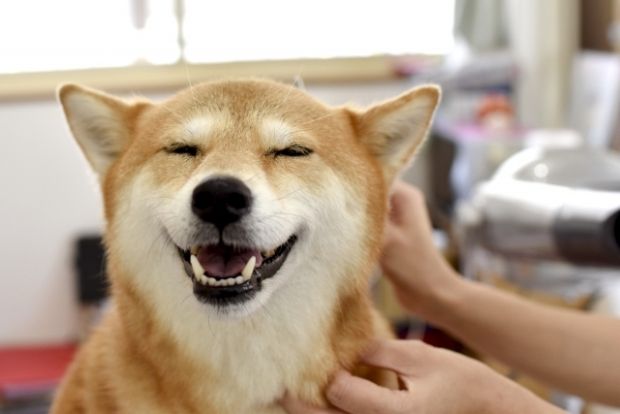 韓国人「犬は人間の永遠の友達」→「それ食べ物であって」