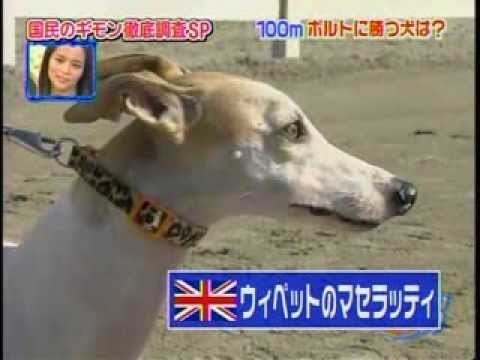 日本のテレビ番組でボルトより速く走る犬を探しているぞ（海外の反応）