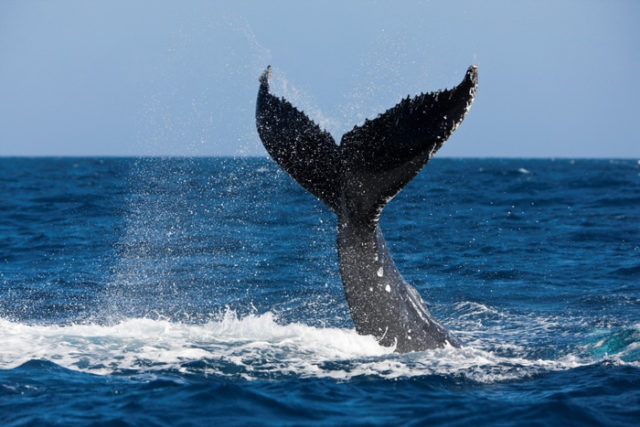 日本政府がIWCから正式に脱退、商業捕鯨再開へ（海外の反応）