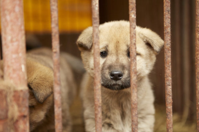 韓国の動物愛護団体が保護犬230匹を秘密裏に殺処分し世界から非難殺到（海外の反応）