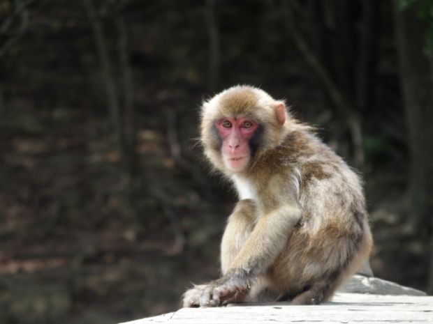 韓国人「日本で目撃された猿がおもしろすぎるｗｗｗｗｗｗ」