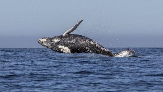 和歌山・太地町の漁協などが7月から31年ぶりに商業捕鯨再開（海外の反応）