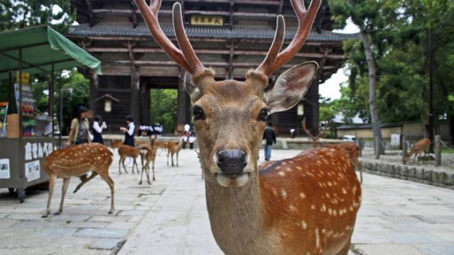 奈良公園での鹿による怪我人の数が過去最悪に（海外の反応）