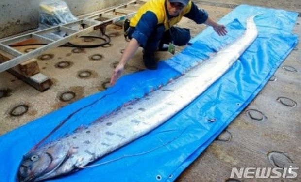 日本で体長4メートルの巨大タチウオが発見される…大災害の前兆現象とも＝韓国の反応