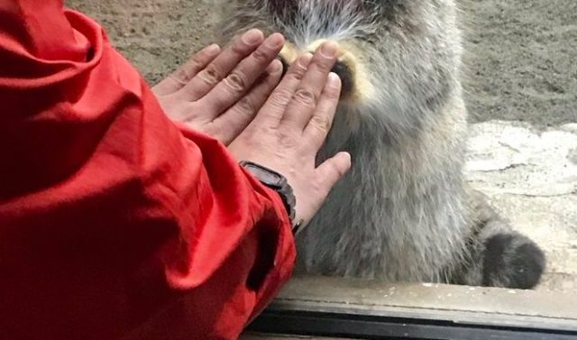 日本の動物園でコミュニケーションを取るスタッフとマヌルネコ（海外の反応）