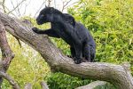 （米）動物園で自撮りの為に柵を乗り越えた女性がジャガーに襲われる(海外の反応)
