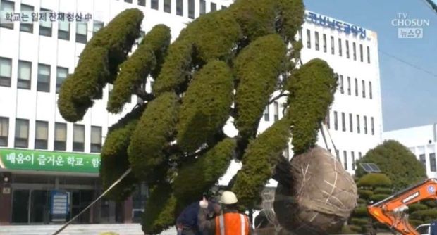 韓国人「慶尚南道教育庁、日帝残滓という理由で日本産の木を引き抜くｗｗｗｗｗｗｗｗｗ」