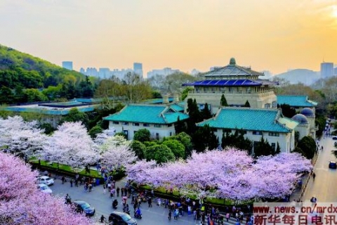 中国人「武漢大学の桜は日本が中国を侵略した時に植えた事を忘れてはいけない」