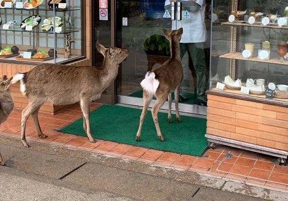 お店の中に入ろうとする日本の鹿と死守する店主（海外の反応）