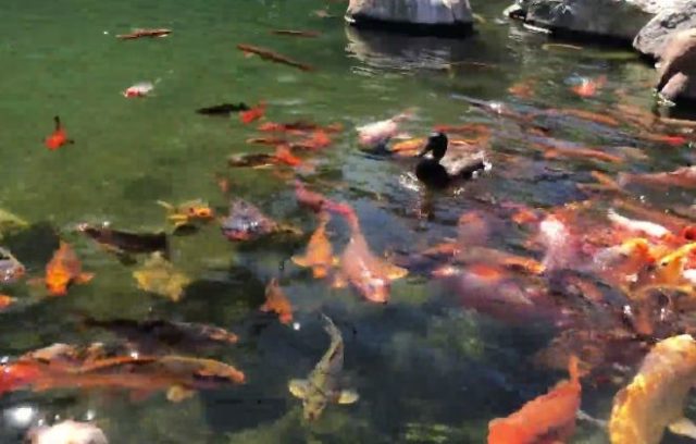 地元の日本庭園にいる鯉たち（海外の反応）