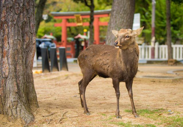 奈良公園の鹿に触れる外国人（海外の反応）