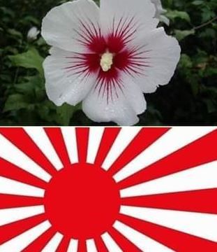 【韓国】 「ムクゲは日の丸を象徴する日本の花」主張に日本ネチズンが熱い反応、「一本残らず引っこ抜けよ！」