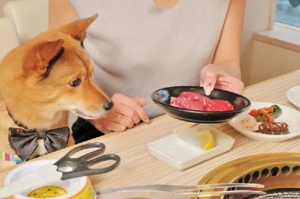 愛犬と食事ができる日本の焼肉店（海外の反応）
