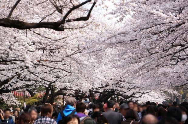 韓国人「日本の桜観光1位は韓国人…2ヶ月間で3兆ウォン稼ぐ日本の桜経済」