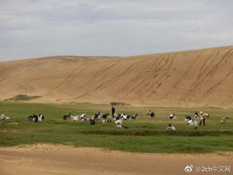 中国人「日本の鳥取砂丘の維持の仕方が完全に環境破壊と話題に」　中国の反応