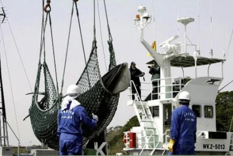 中国人「日本が31年ぶりに商業捕鯨を再開するぞ！」