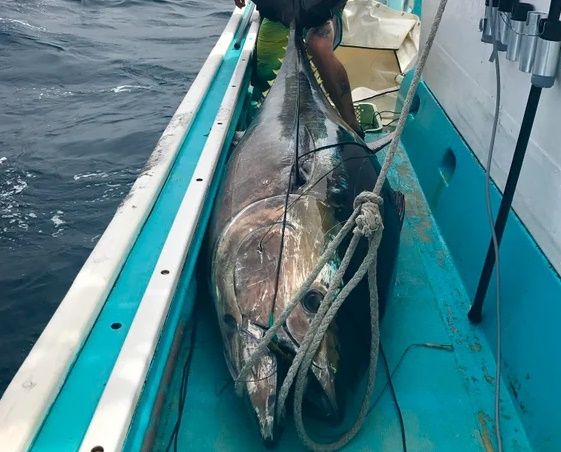 日本で227kgのクロマグロを釣り上げた（海外の反応）