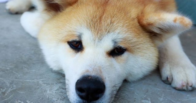 日本の「あきた犬の運くっきー」の見た目が完全にアウトｗｗｗ【タイ人の反応】