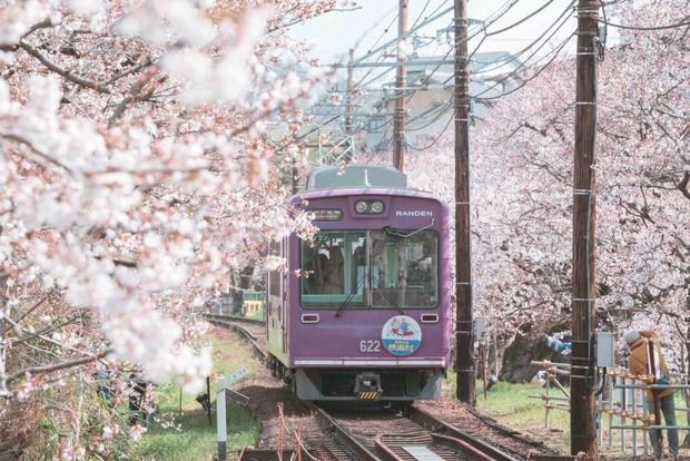 韓国人「日本の京都に桜を見に行ってきた」→「天国に他ならないね」