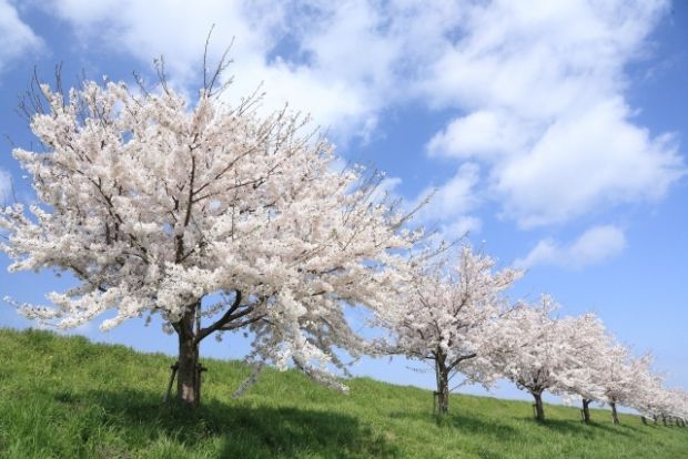 韓国人「桜の起源について堂々と嘘をつく韓国の公営放送をご覧ください」