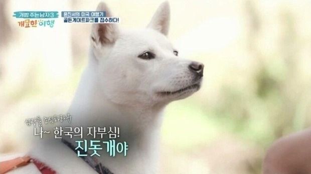 韓国人「韓国の珍島犬を見た米国人の反応をご覧ください」