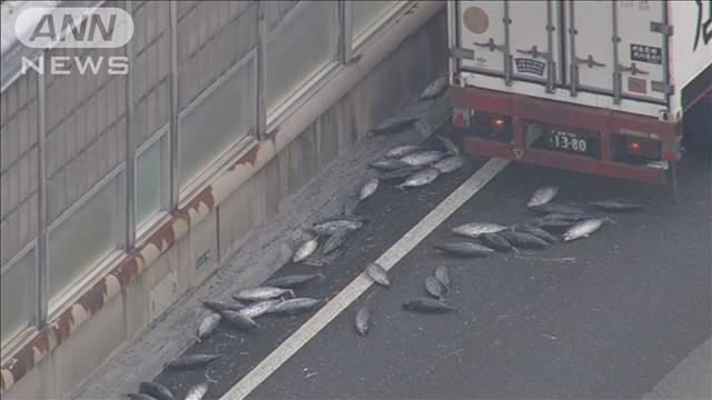 「５トンほど落ちた」大阪の高速道路に大量のカツオ散乱（海外の反応）
