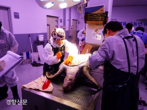 韓国人「韓国の海、汚すぎてウミガメが死にまくる異常事態に…韓国沖はゴミ地獄」「日本の海よりはマシ」