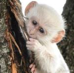 日本人「中国父さんは白人を『白猿』と呼んで見下している！かっけー！」 中国人「どこの中国の話？」「気持ち悪い」