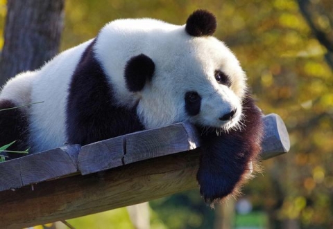日本人「なぜ日本のパンダは綺麗で、中国のパンダは薄汚れて見えるのか？」　中国の反応