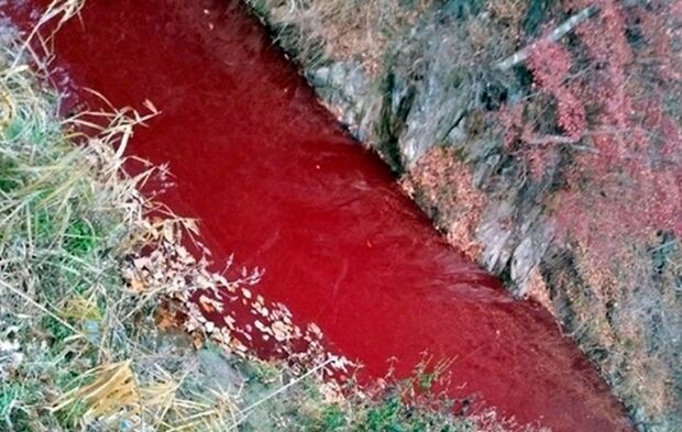 河川を真っ赤に染めた殺処分された豚の血…環境部「水質には問題ない」＝韓国の反応