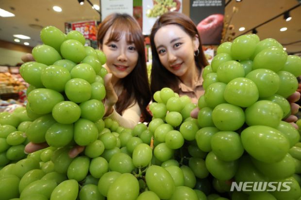 日本からパクったシャインマスカット、韓国の輸出孝行果物に成長…中国でバカ売れ＝韓国の反応